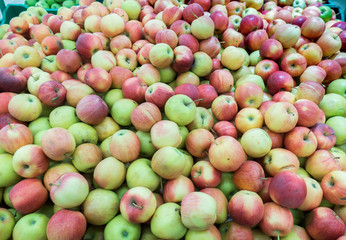 Red and green apples at the farmers market. red and green apples on the market
