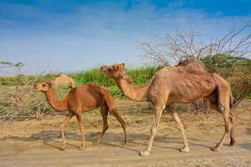 baby camel and mother