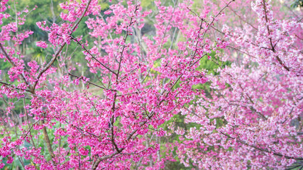 Pink cherry blossom (sakura) in a garden.