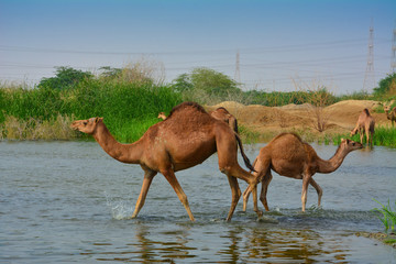 baby camel and mother