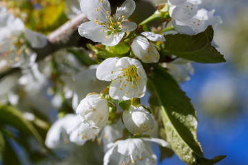 Blossoms of cherry tree.