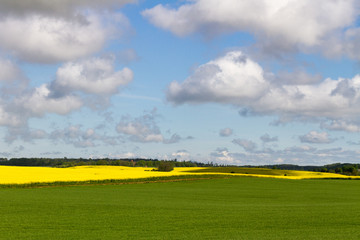 Landscape with rapeseed flowers.