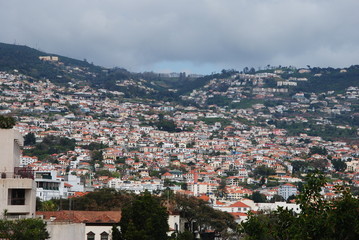 Obraz premium Madeira, Blumen, Atlantik, Funchal