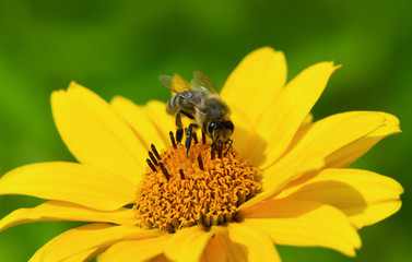 Honeybee and yellow flower.