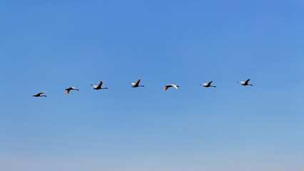 Flock of swan in blue sky.
