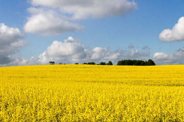 Landscape with rapeseed flowers.