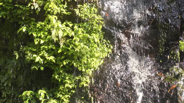陽目渓谷の岩壁を伝う湧き水と緑の草