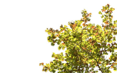 Spring maple leaf color change red green yellow orange on white background of file with Clipping Path .