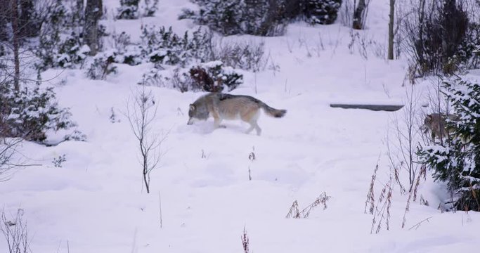 Two wolves patrolling pack territory