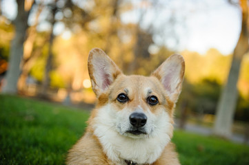 Welsh Pembroke Corgi head shot at park