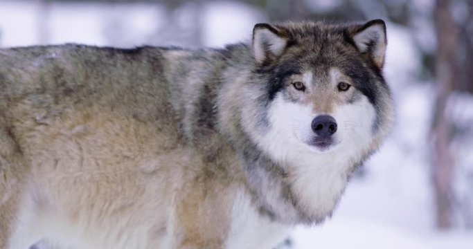 Close-up of a portrait of beautiful and large wolf in frosty forest