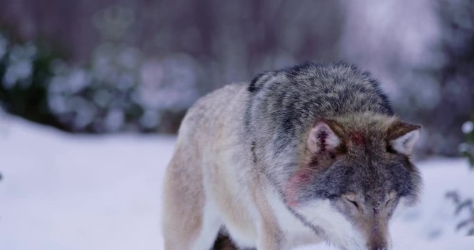 Portrait of beautiful and large wolf in frosty winter forest