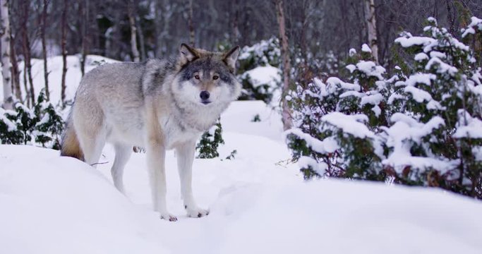 Large wolf shakes off snow in frosty winter forest