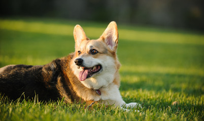 Welsh Pembroke Corgi lying down in green grass