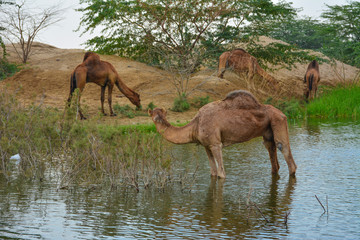 Camels in desrt lake