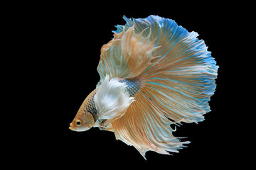 Siamese fighting fish isolated on black background,Yellow Half moon betta fish