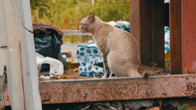 Homeless beautiful smoky cat on shabby street for the poor
