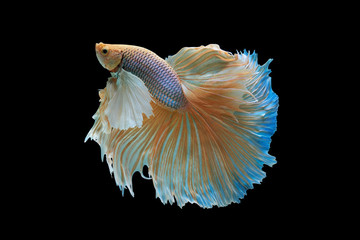 Siamese fighting fish isolated on black background,Yellow Half moon betta fish