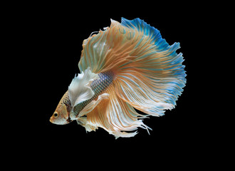 Obraz premium Siamese fighting fish isolated on black background,Yellow Half moon betta fish