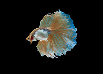 Siamese fighting fish isolated on black background,Yellow Half moon betta fish
