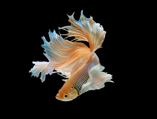 Siamese fighting fish isolated on black background,Yellow Half moon betta fish