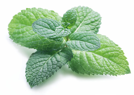 Perfect spearmint or mint isolated on white background.