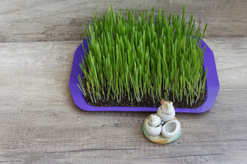 wheat germinated at home