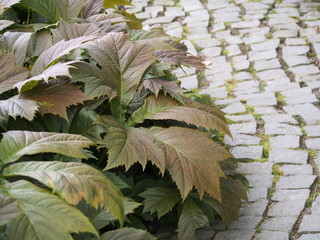 Rodgersia podophylla - plant with decorative leaves 