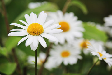 Fototapeta premium Daisy field in summer 