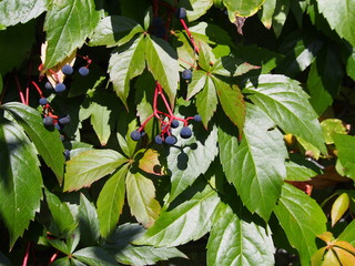 Parthenocissus quinquefolia  - Virginia creeper, Victoria creeper, five-leaved ivy or five-finger 