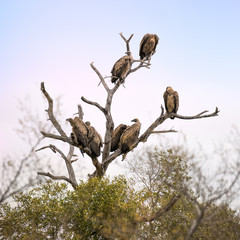 Vultures in a dead tree.