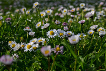 white daisies in a field ,flower background at early spring