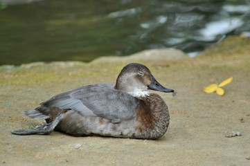 The duck with a fuzz in its beak