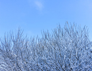 Winter Tree Branches Covered in Snow on Blue Sky Empty Background. Frozen Trees during Snowfall on Sunny Bright Day. Winter Time Outdoor Simple Nature, Blank Sky Copy Space, Cold Winter Theme Concept.