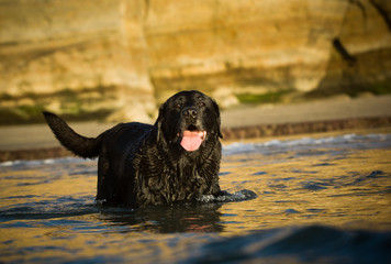 Black Labrador Retriever dog standing in ocean water