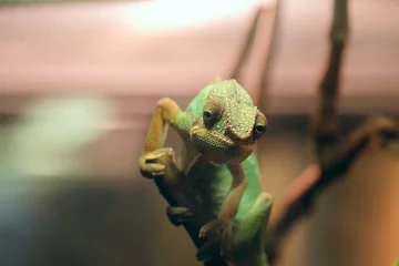 Washable wall murals Chameleon Portrait of green chameleon seated on a wooden branch in terrarium. Face of lizard with soft bokeh in a dark environment. Selective focus