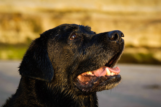 Head shot of Black Labrador Retriever dog