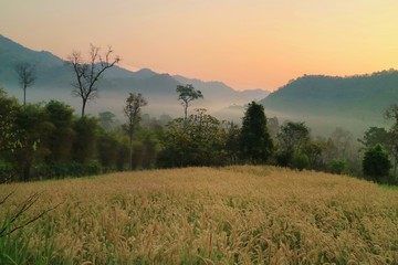 Beautiful views of the grass flowers field, mountains and fog in the morning. Soft focus. Nature background concept.