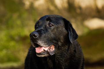 Black Labrador Retriever dog outdoor portrait head shot