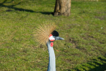 Fototapeta premium head of a black croned crane