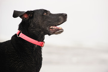 Black Labrador Retriever dog outdoor portrait jumping up