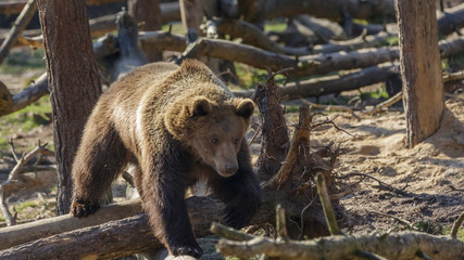 Brown Bear in woods