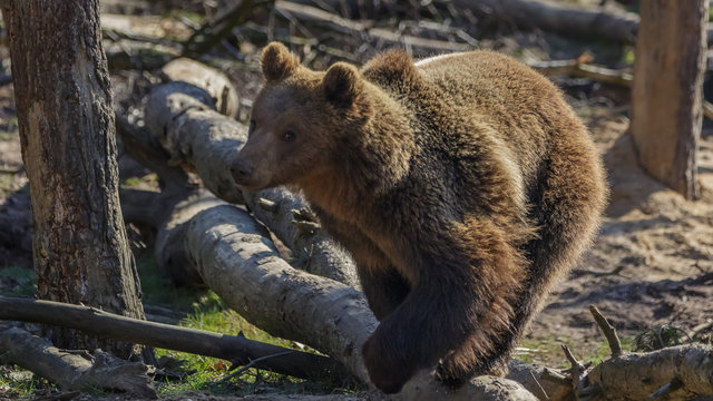 Brown Bear in woods