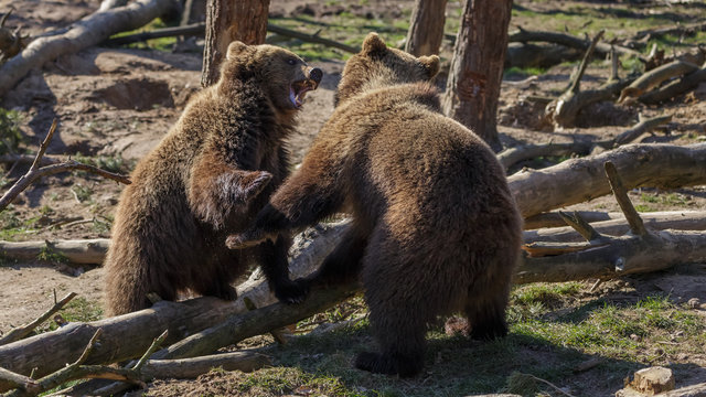 Brown Bear in woods