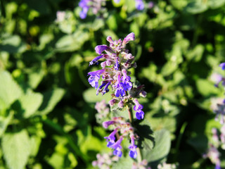 Nepeta faassenii (catmint, Faassen's catnip) in full bloom 