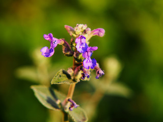 Nepeta faassenii (catmint, Faassen's catnip) in full bloom 