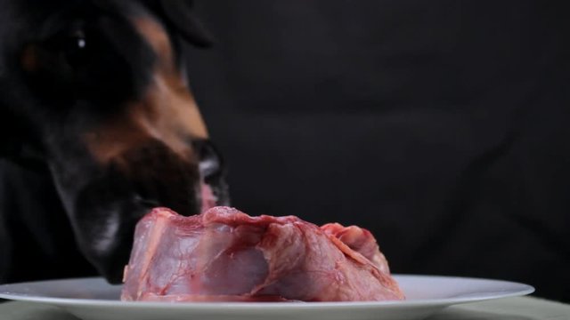 Festive dog licks raw meat beef