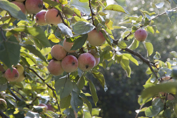 Ripe apples on a branch of an apple tree