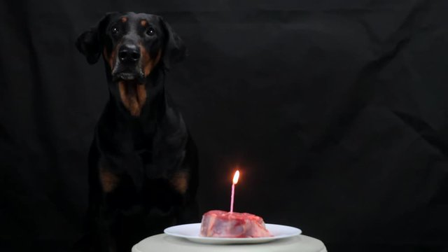 Birthday a big black Doberman, a piece of beef with a candle