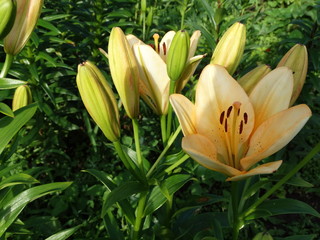 Obraz premium lily